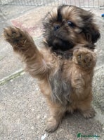 Shih Tzu dogs - Advert 3