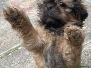 Shih Tzu dogs - Advert 3