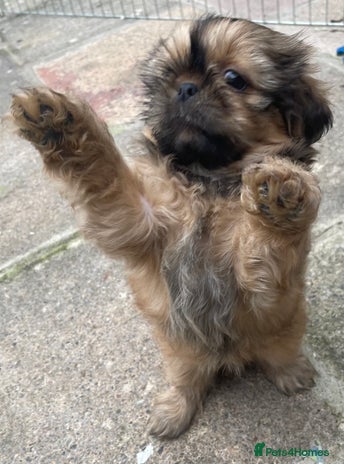 Shih Tzu dogs - Advert 1