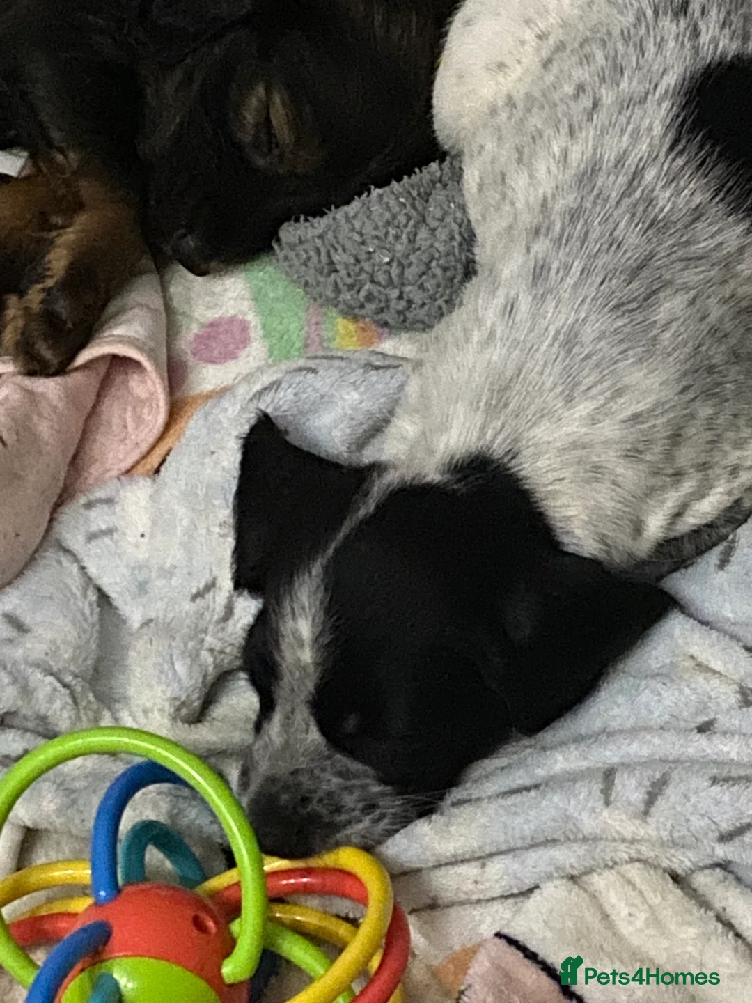 Sprocker dogs for sale: Beautiful Sprocker Puppies Ready 30th December - Advert 22