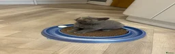 British Shorthair cats for sale: Last blue male. GCCF. Ready now - Advert 6