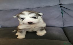 Siberian Husky dogs for sale: Friendly Siberian Huskies. Only 6 Left. - Image 8