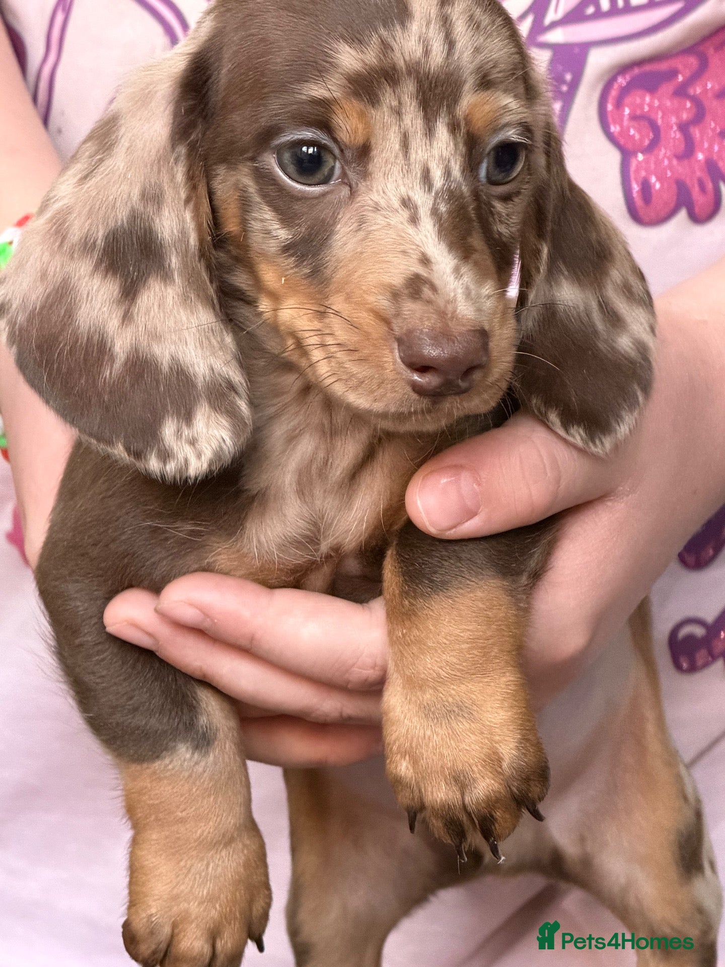 Dachshund dogs True miniature dachshund boys ready now  - Advert 18