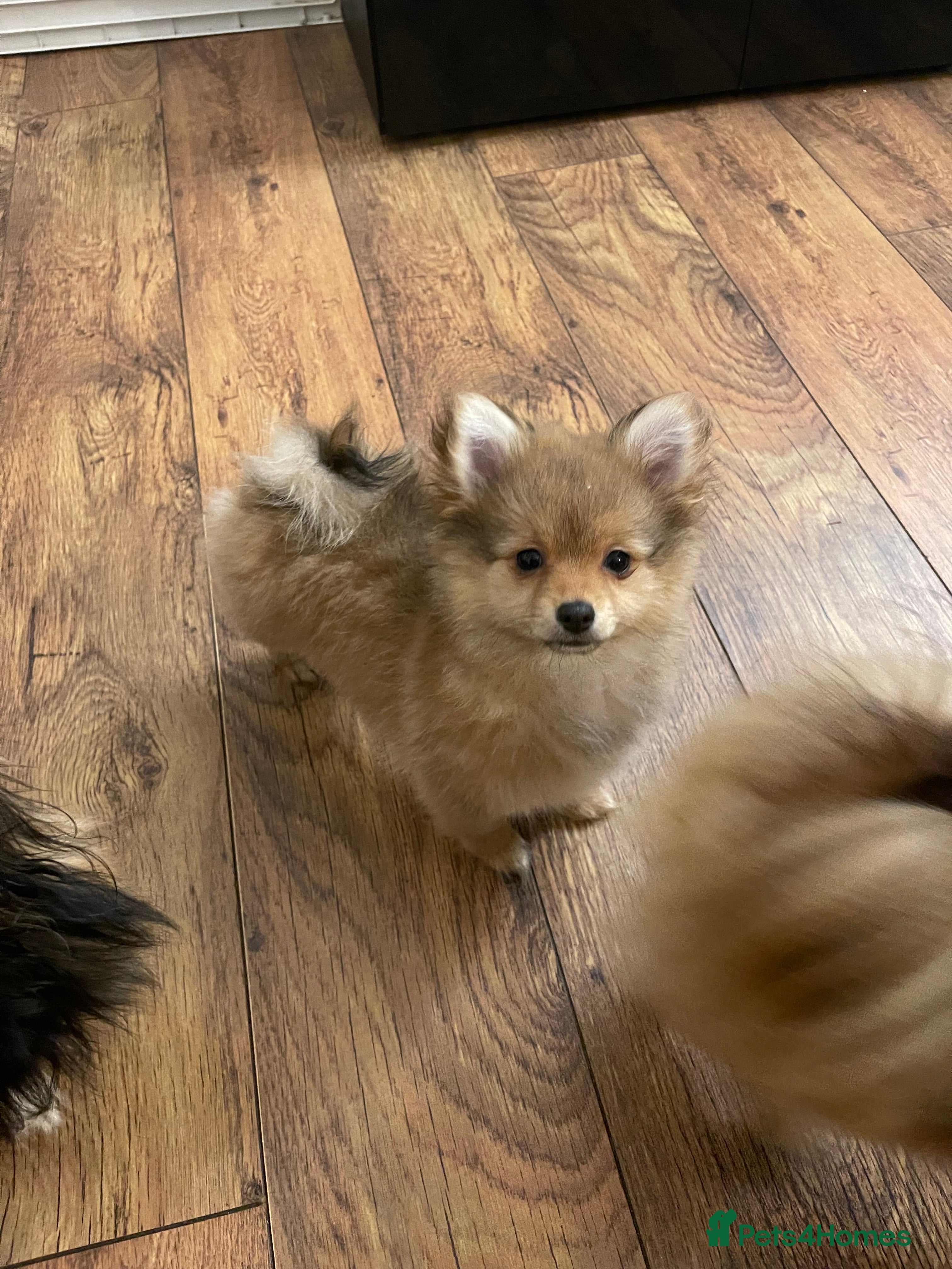 Pomchi dogs 1 girl left☺️Pomerinian/Pomchi Puppies❤️ - Advert 16