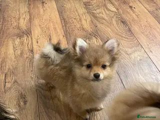 Pomchi dogs 1 girl left☺️Pomerinian/Pomchi Puppies❤️ - Advert 16