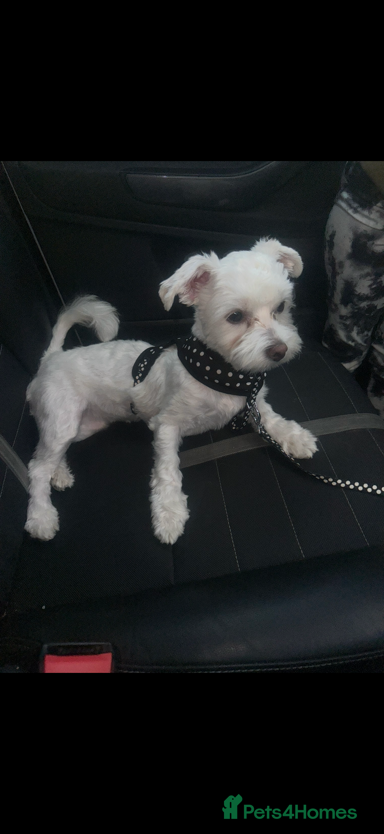 Daisy 