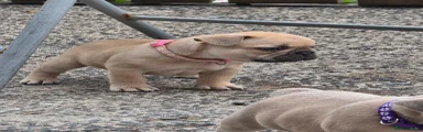 French Bulldog 2 pink collar