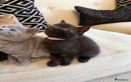 British Shorthair cats for sale: Rare black smoke British short hair kittens - Image 11