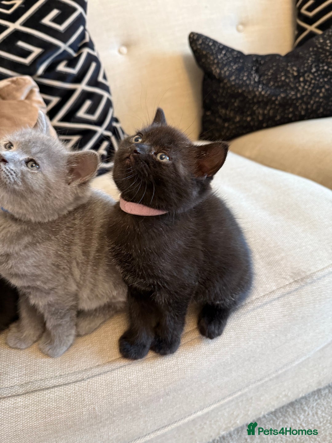 British Shorthair cats for sale: Rare black smoke British short hair kittens - Image 11