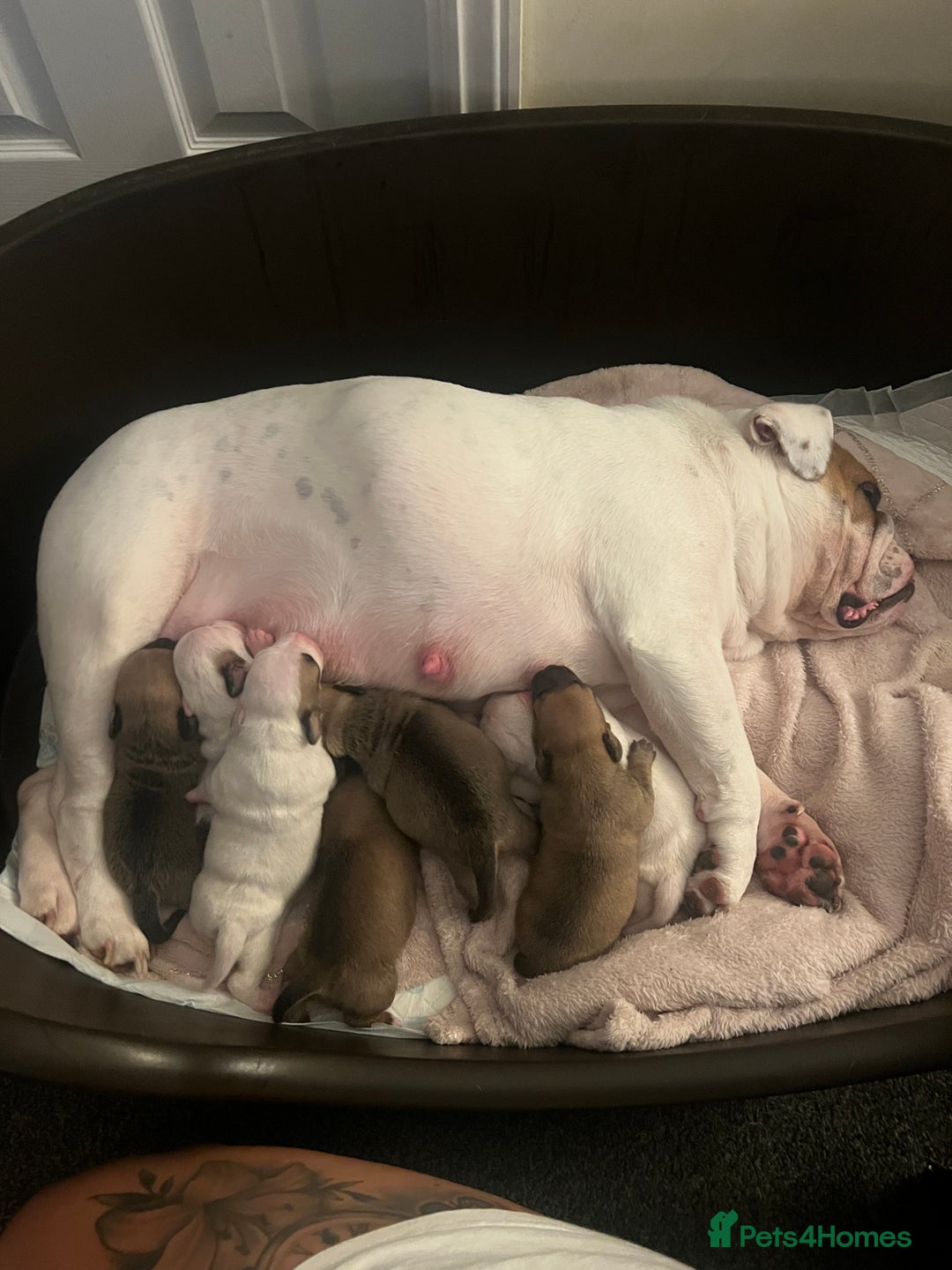 Mixed Breed dogs for sale:  Last 2 girls READY NOW! Rare English Bulldach - Advert 15