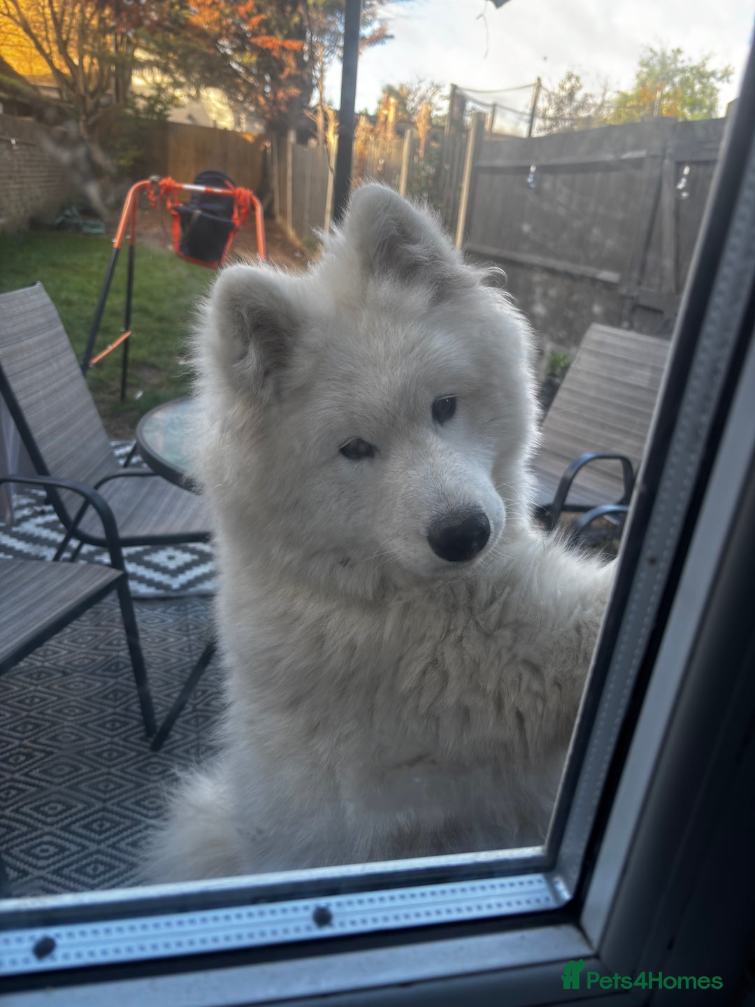 Samoyed dogs for sale: Talkative loveable male Samoyed  - Advert 2