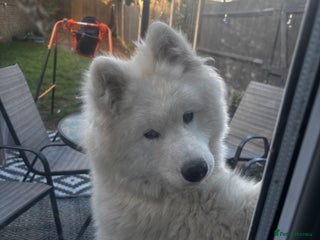 Samoyed dogs Talkative loveable male Samoyed - Advert 4