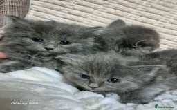 Ragdoll cats for sale: Ragdoll kittens  - Image 6