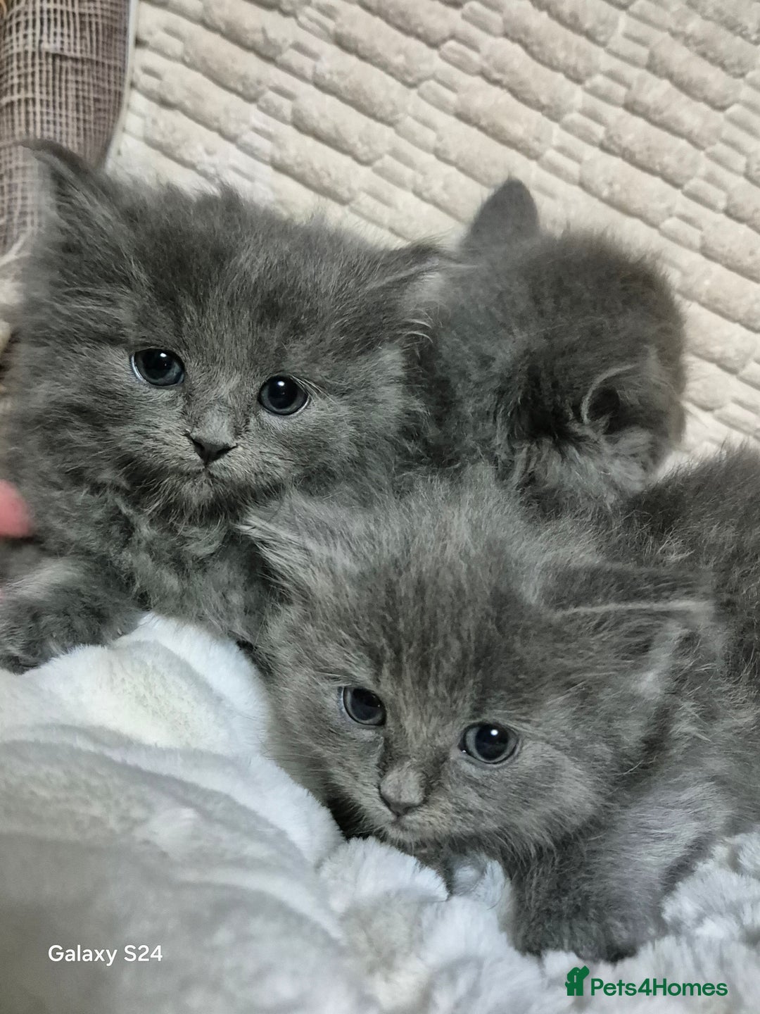 Ragdoll cats for sale: Ragdoll kittens  - Image 6