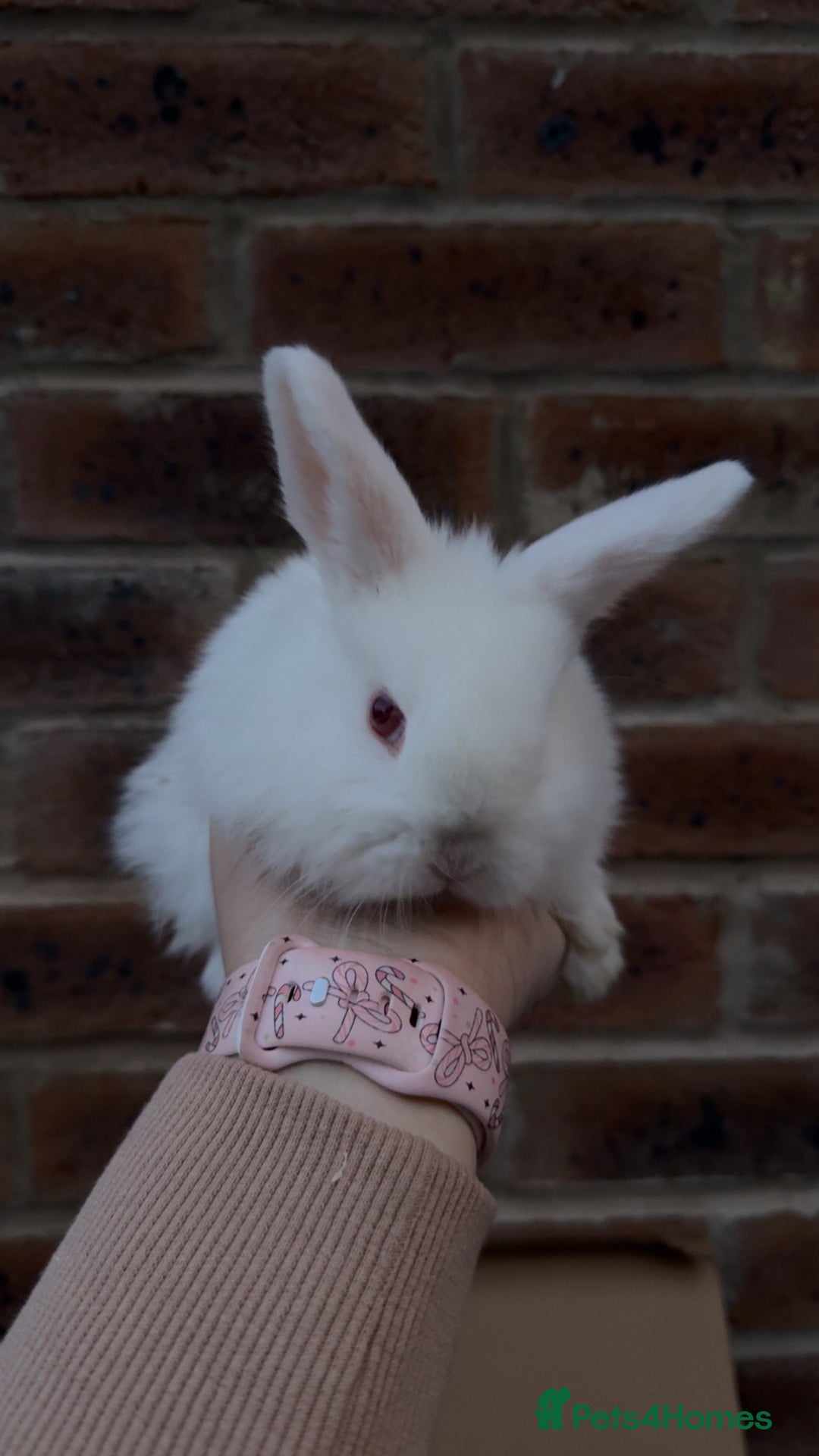 Mixed Breed rabbits for sale: Mini lop x lion head bunnies - Advert 5