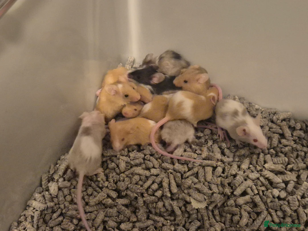 Mouse rodents for sale: Female and male Fancy mice available. - Advert 2