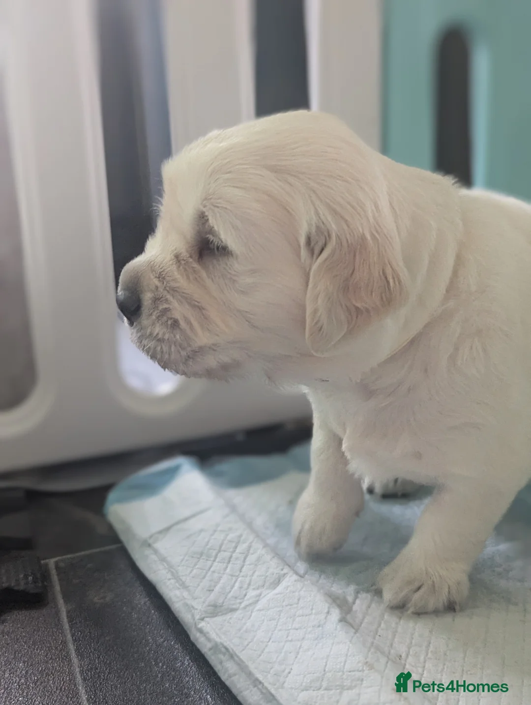 Golden Retriever dogs for sale: 🐾6  Golden Retriever Puppies! 🐾 - Advert 9