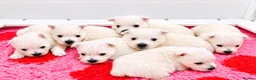 West Highland Terrier dogs for sale: STUNNING KC REGISTERED WESTIE PUPPYS BOYS & GIRLS  - Advert 6