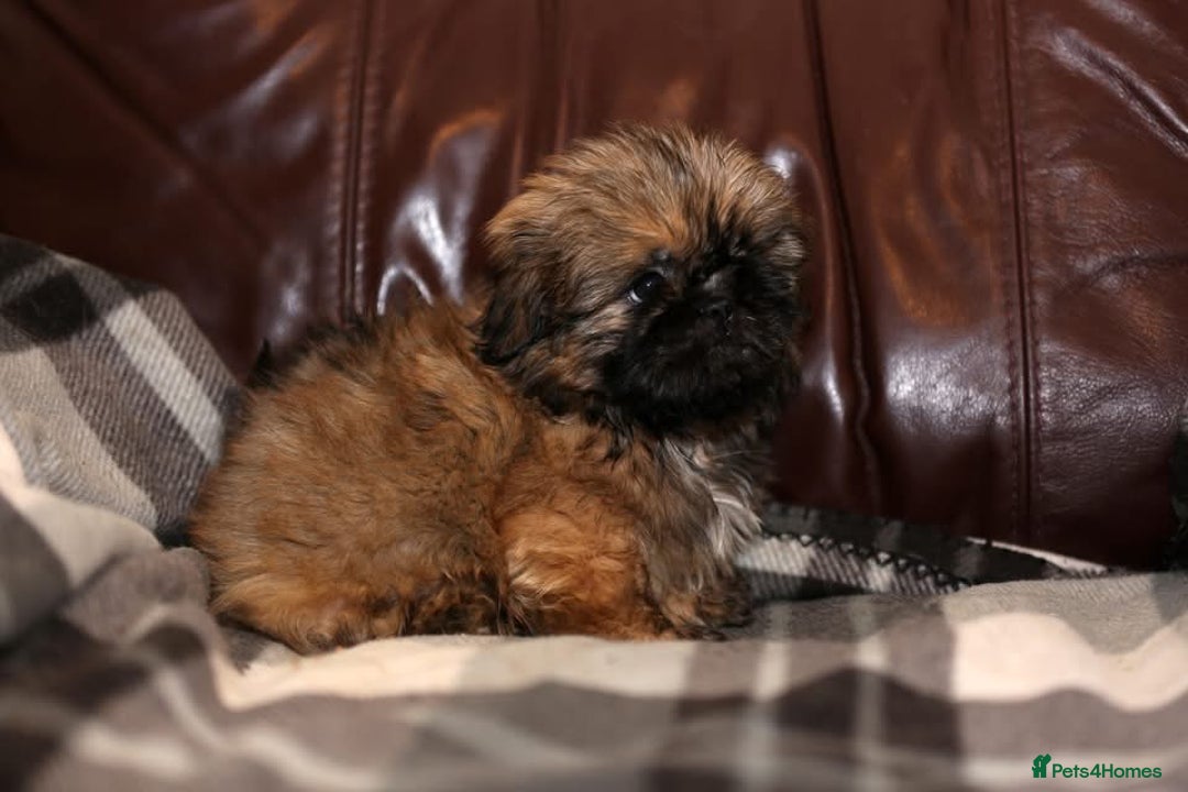 Shih Tzu dogs for sale: Outstanding Shih Tzu boys  - Advert 4