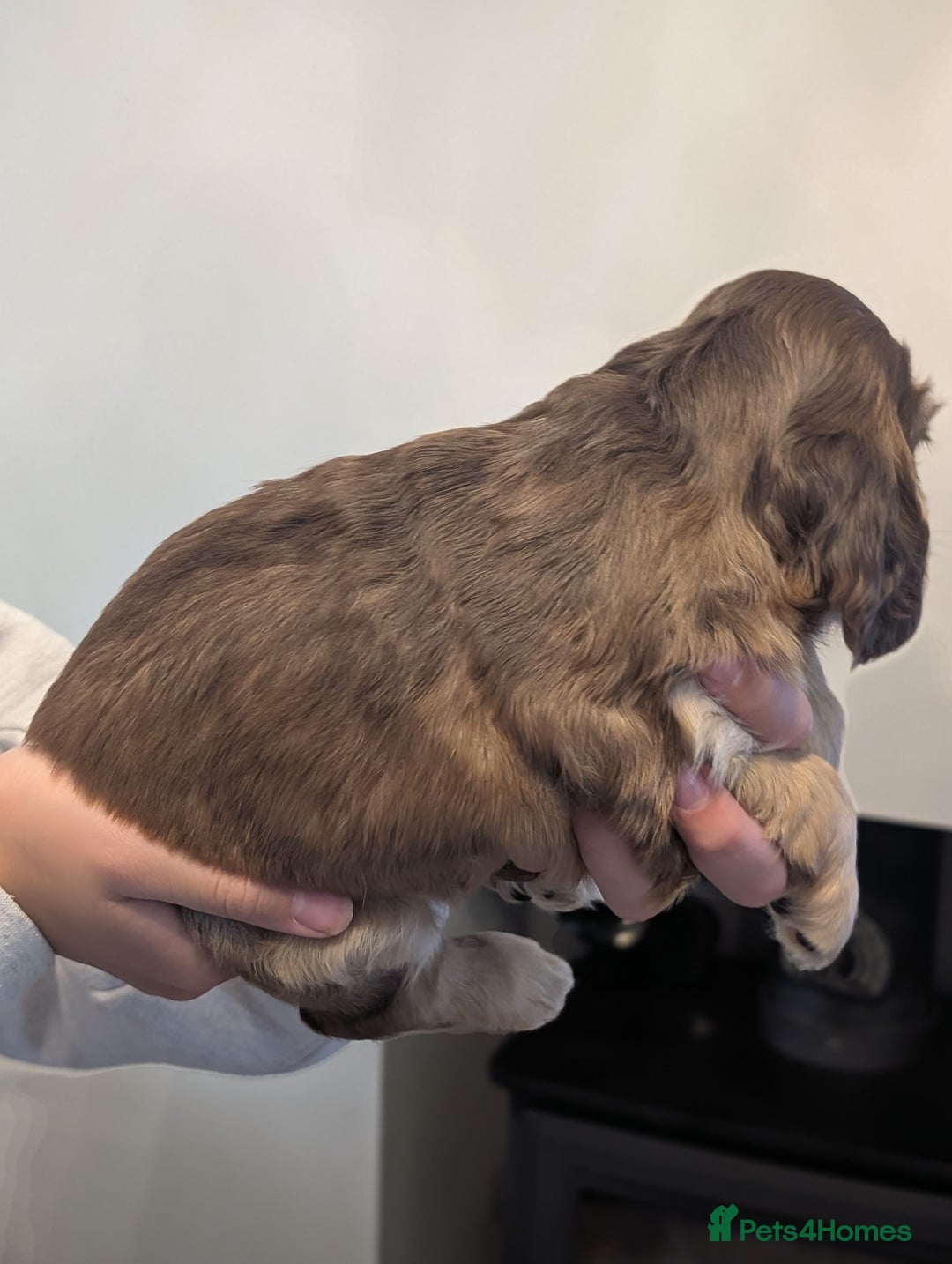 Cocker Spaniel dogs for sale: Quality Bred Show Type Cocker Spaniel Puppies - Image 14