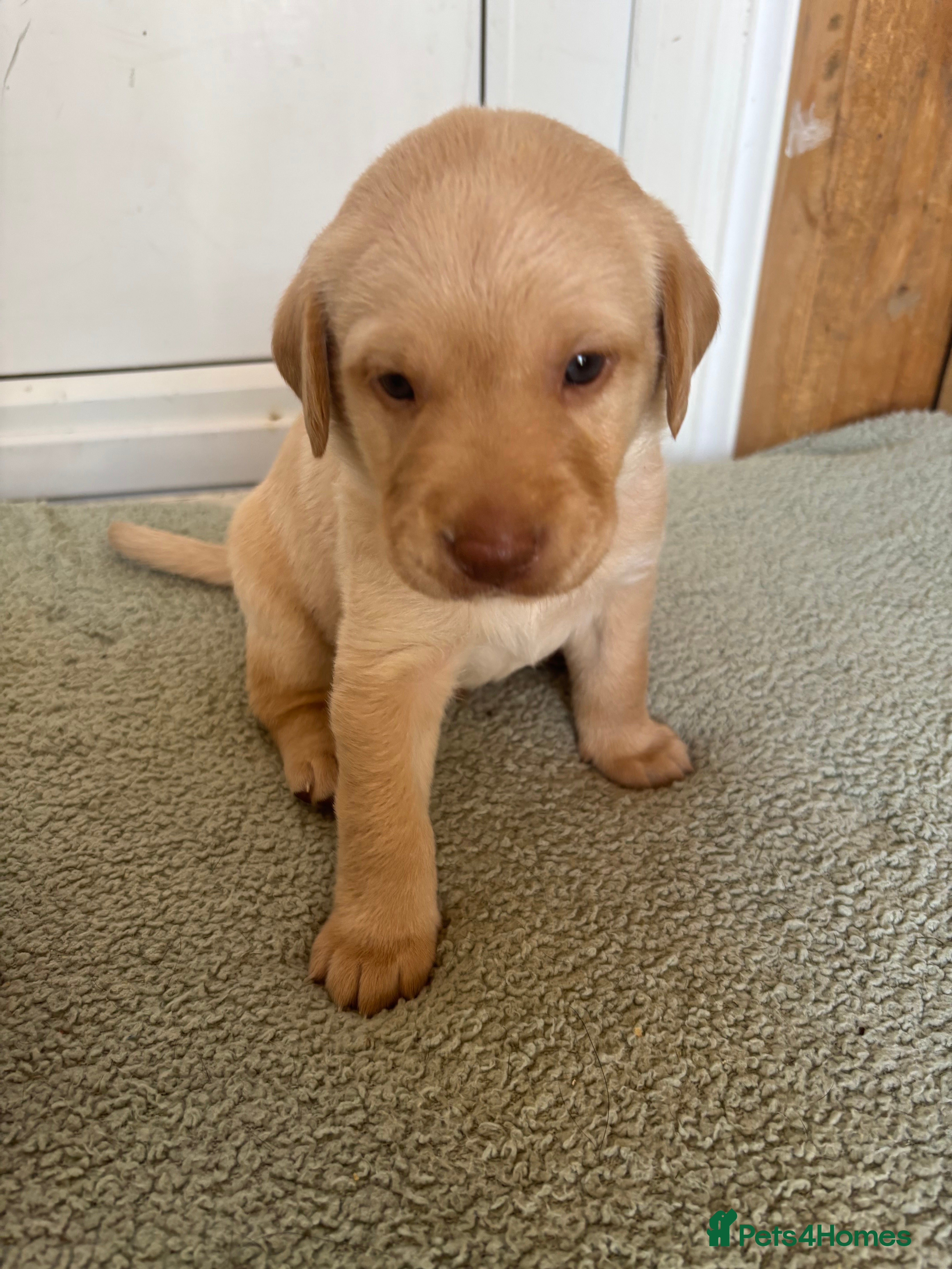 Labrador Retriever dogs KC registration puppies - Advert 2