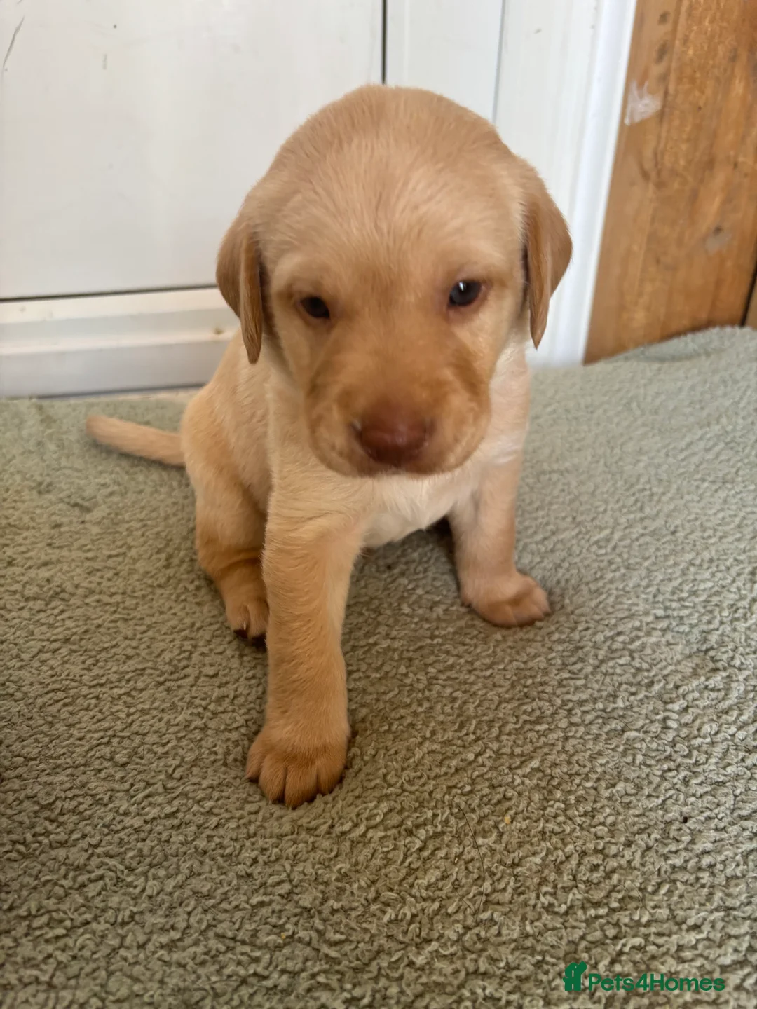 Labrador Retriever dogs for sale: KC registration puppies - Advert 2