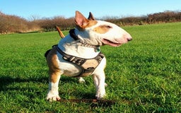Bull Terrier dogs for stud: English Bull Terrier STUD dog - Image 9