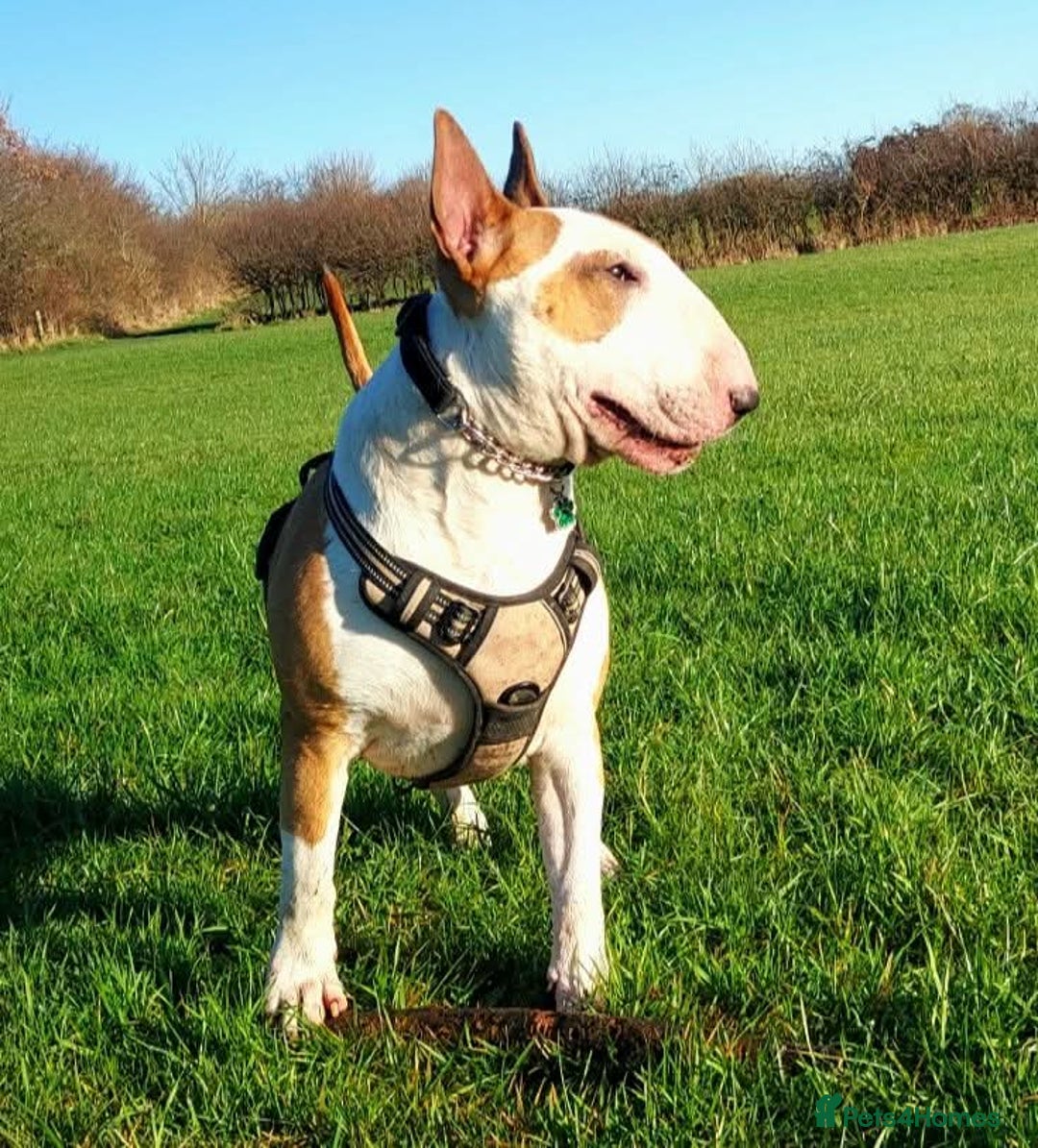 Bull Terrier dogs for stud: English Bull Terrier STUD dog - Image 9