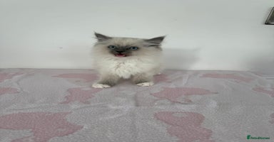 Ragdoll cats - Advert 15
