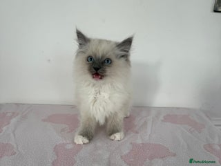 Ragdoll cats - Advert 10