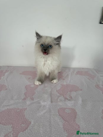 Ragdoll cats - Advert 3