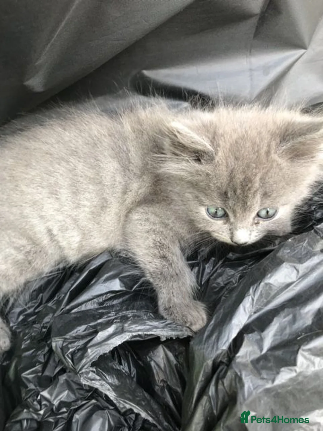 Persian cats for sale: 1/2 persian kittens - Advert 2