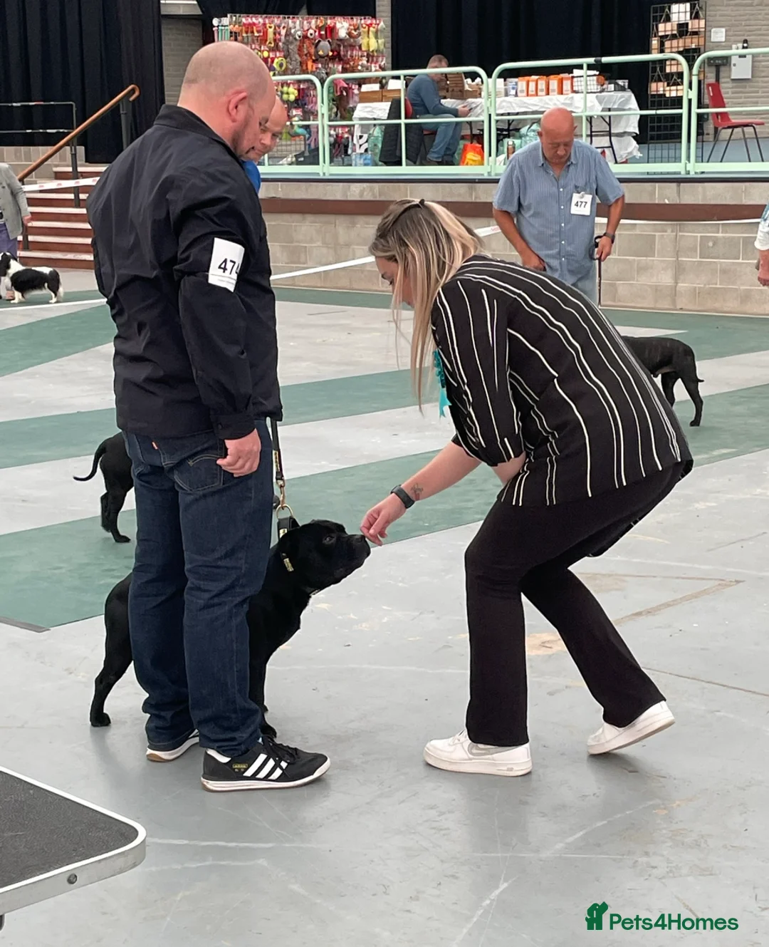 Staffordshire Bull Terrier dogs for stud: Phenomenal fertility- New Stud dog 2025 - Advert 4