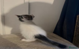 Tibetan cats for sale: Beautiful male kittens on sale - Advert 7