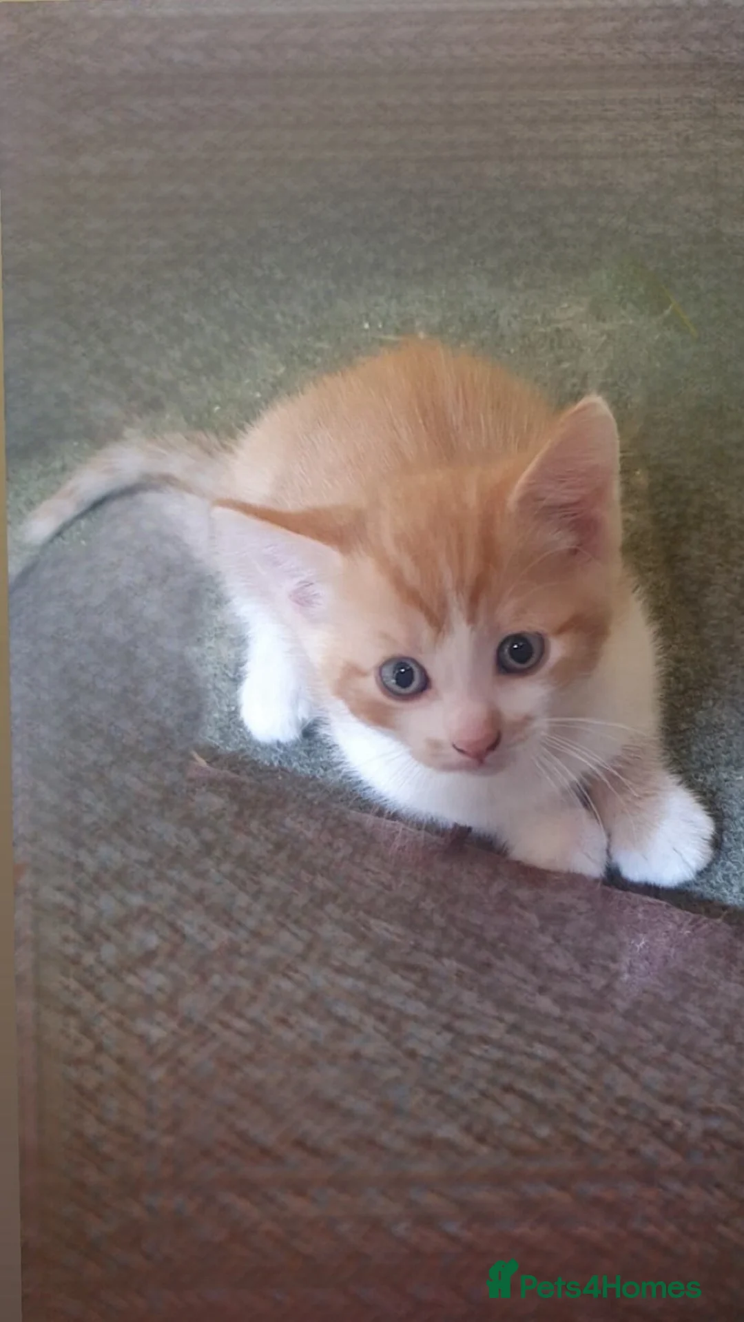 American Shorthair cats for sale: 💙Baby boy kitten🐾 in Bradford - Advert 4