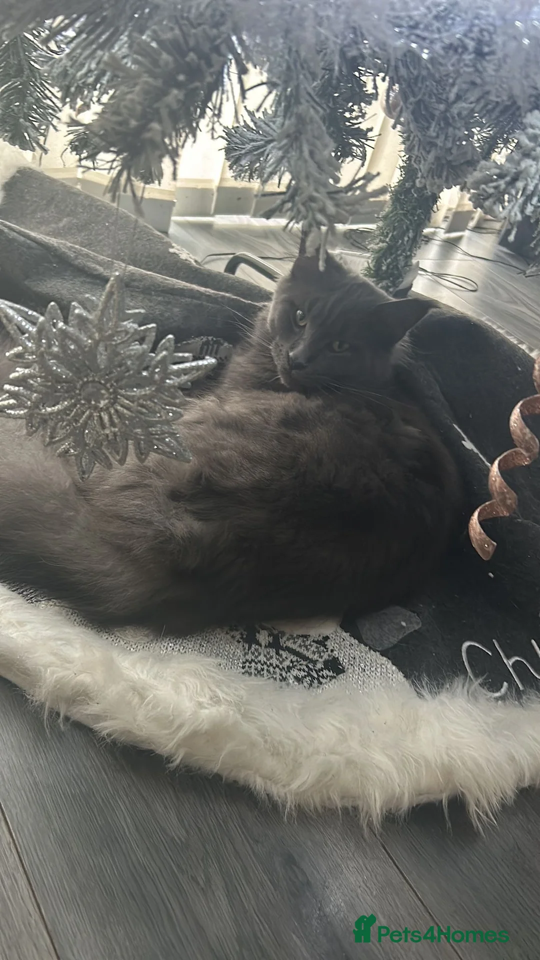 Maine Coon cats for sale: Queen maincoon for sale - Advert 3