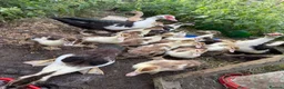 Ducks poultry for sale: Unsexed moscovy ducks  - Advert 2