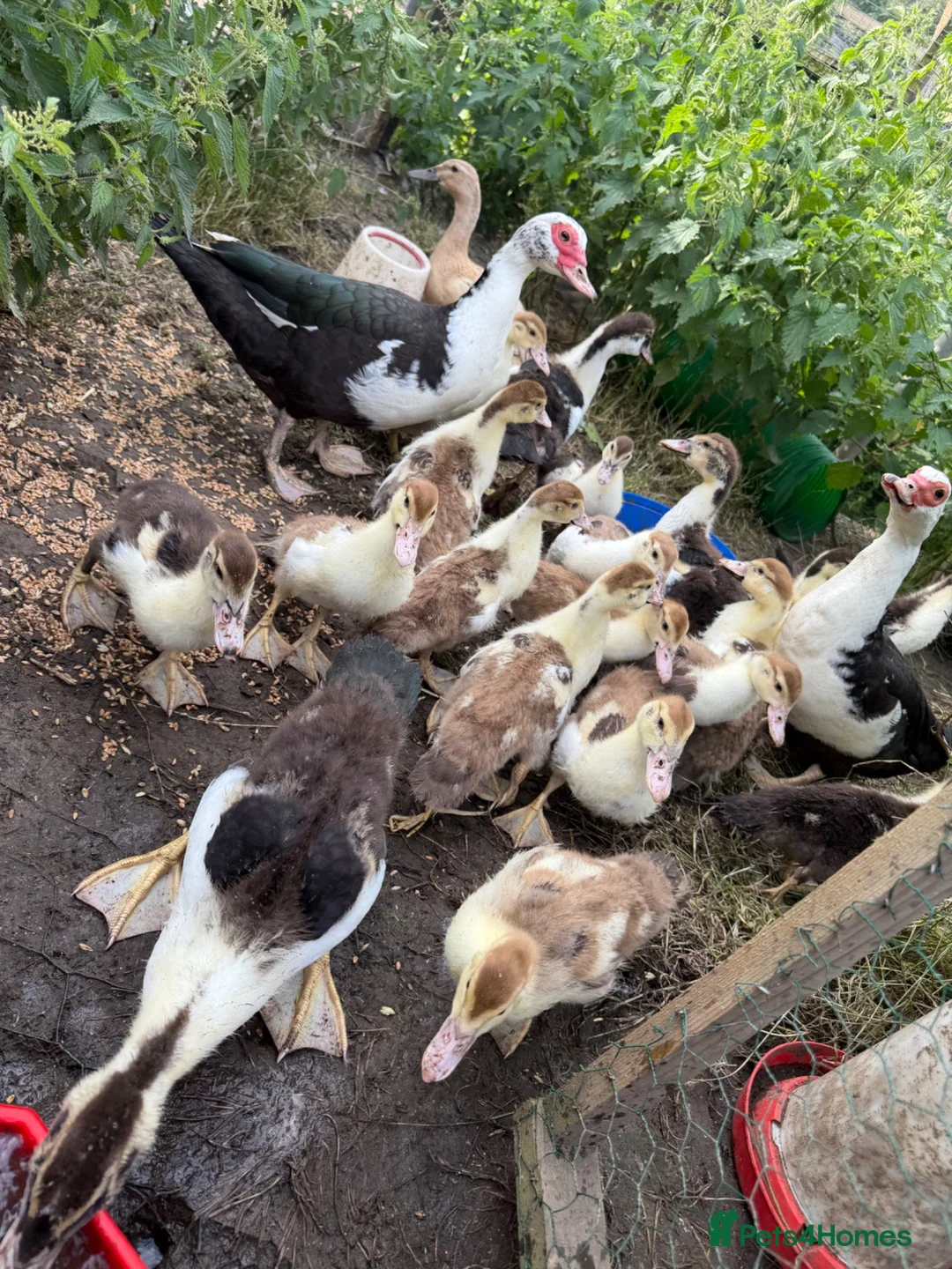 Ducks poultry for sale: Unsexed moscovy ducks  - Advert 2