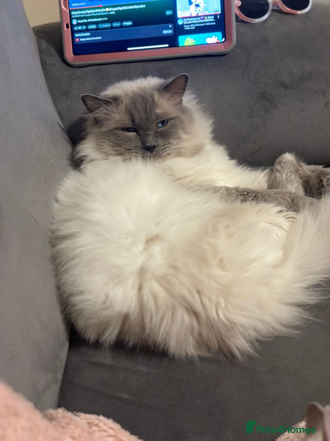 Ragdoll cats for sale: Gentle, Cuddly, Affectionate, Playful Kittens - Image 9