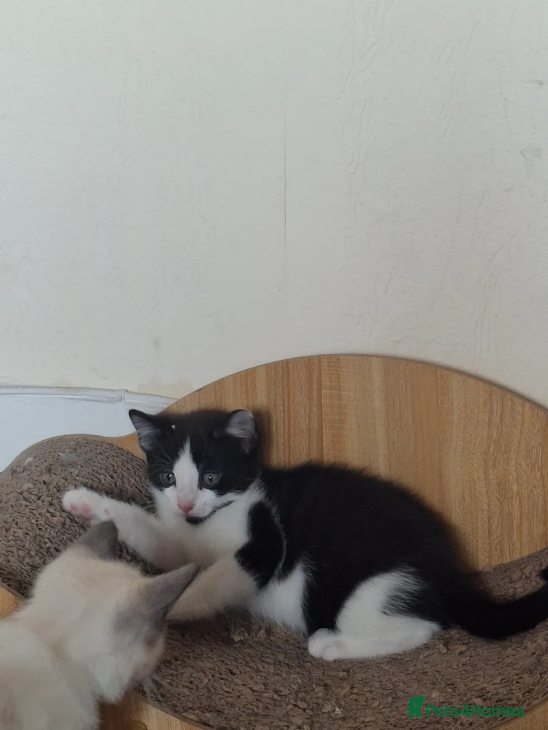 Mixed Breed cats for sale: Three Adorable Kittens Looking for Loving Homes - Advert 10