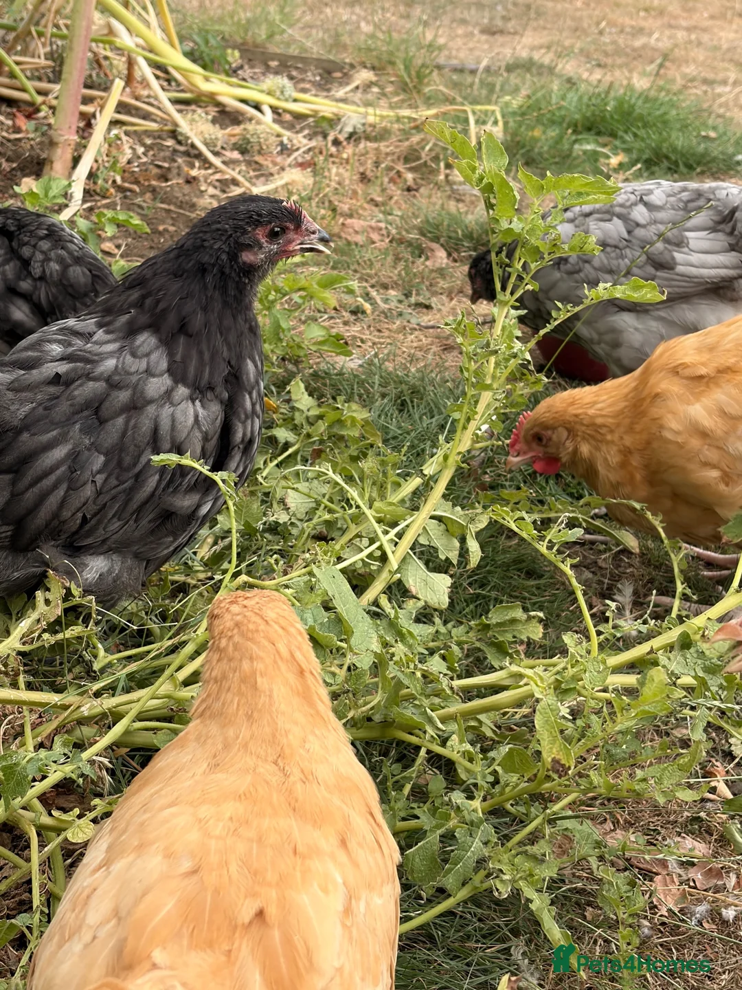 Chickens poultry for sale: Young Orpington Roo - Yellow, Blue & Black  - Advert 2