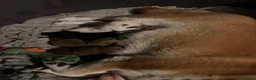 Japanese Shiba Inu dogs for sale: Kennel club registered Shiba Inu puppies  - Advert 3