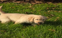 Mixed Breed dogs for sale: Stunning Golden Mountain pup's  - Advert 10