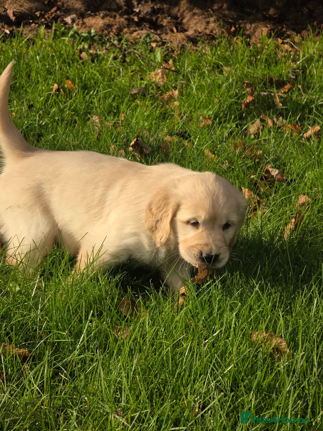Mixed Breed dogs for sale: Stunning Golden Mountain pup's  - Advert 10