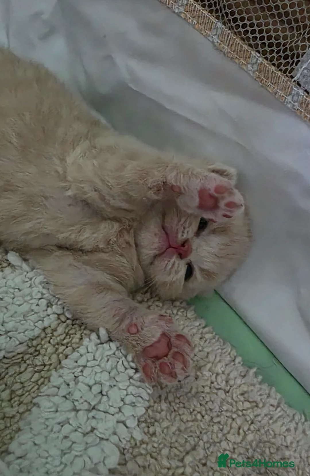 British Shorthair cats for sale: *** Last 2 GCCF British Shorthair kittens*** - Advert 1