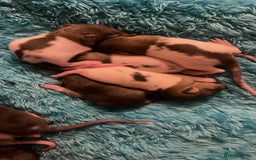 Rat rodents for sale: Rats looking for 5* homes only  - Image 18