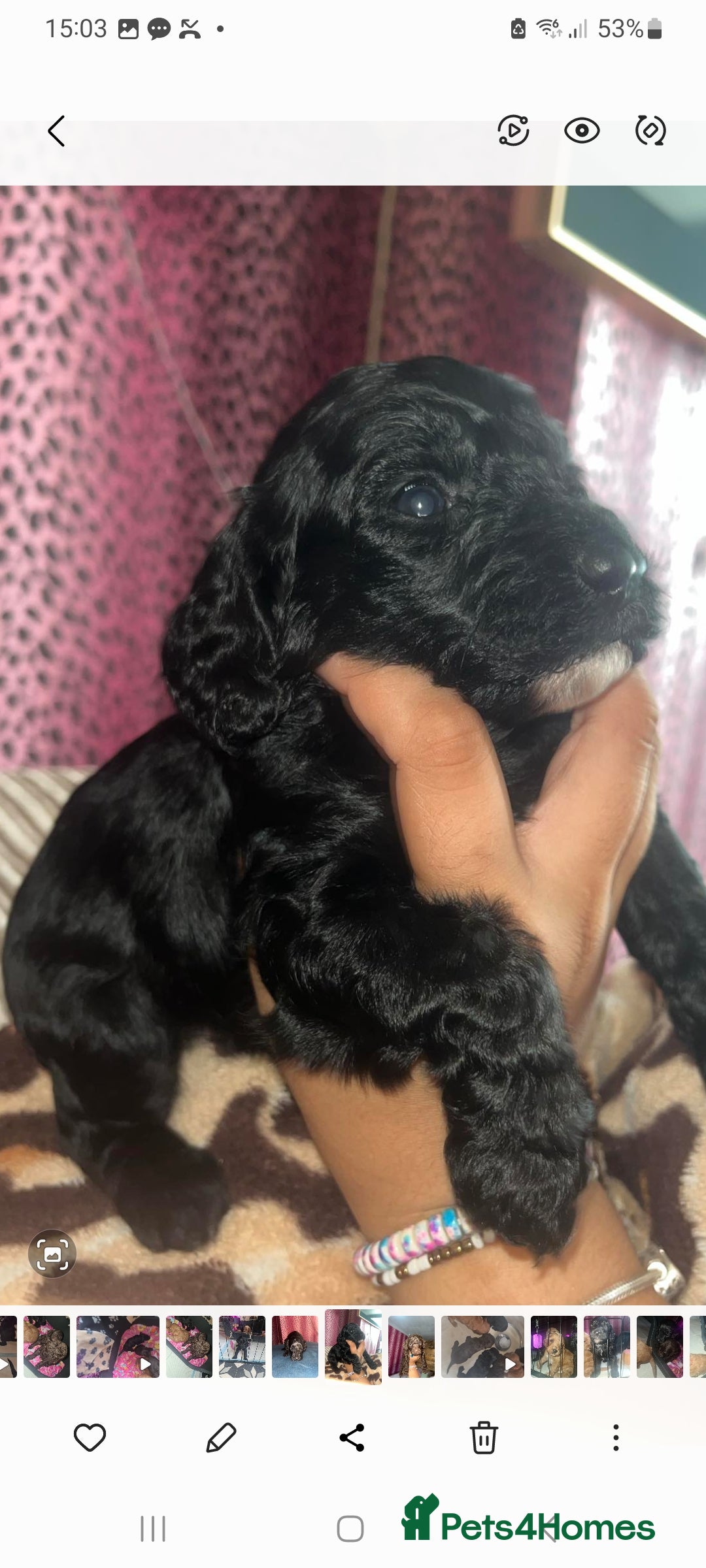 Cockapoo dogs for sale: F3 cockapoos - Image 2