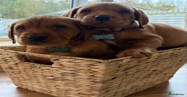 Labrador Retriever dogs - Advert 14