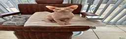 Sphynx cats for sale: Male stud for sale - Advert 2