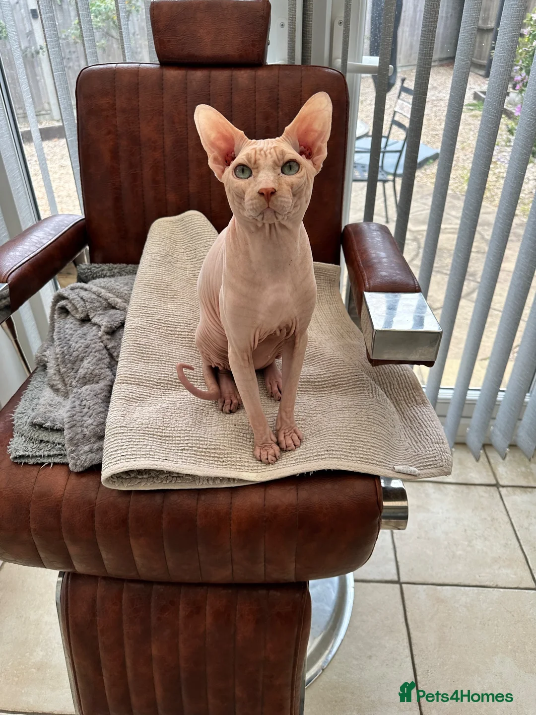 Sphynx cats for sale: Male stud for sale - Advert 2
